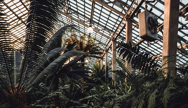 Romantic spots around Chicago: Garfield Park Conservatory